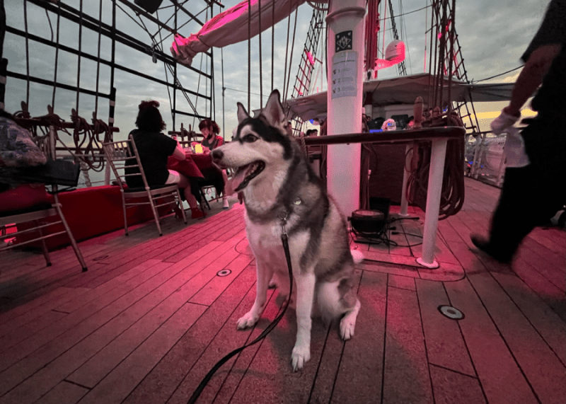 Dog Friendly Boat Trips Near Me