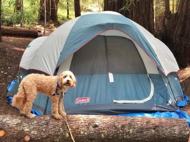 Dog Friendly Campgrounds With Cabins Near Me