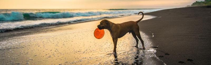 Dog Friendly Holidays Bournemouth