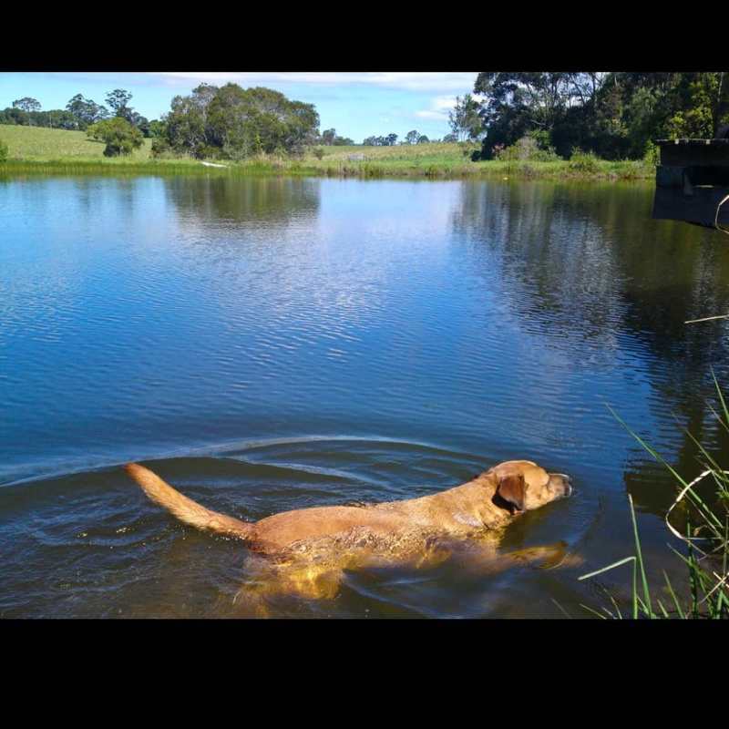 Dog Friendly Holidays Queensland