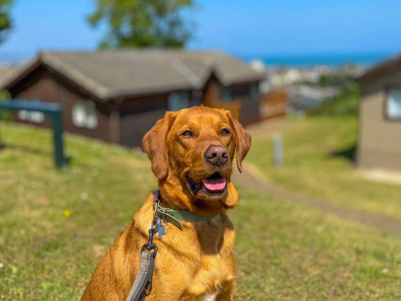 Dog Friendly Holidays Uk