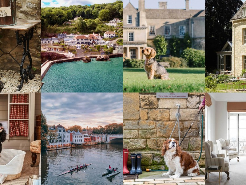 Dog Friendly Hotels Coastal Uk