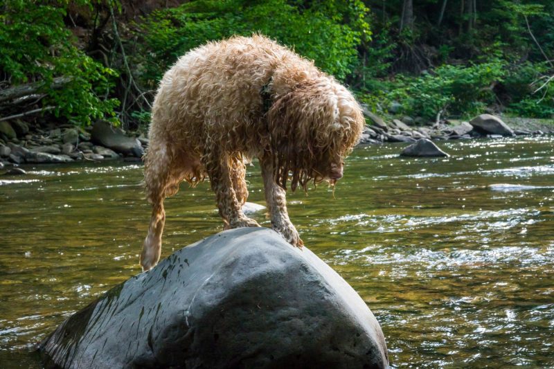 Dog Friendly Lakes Near Me To Swim