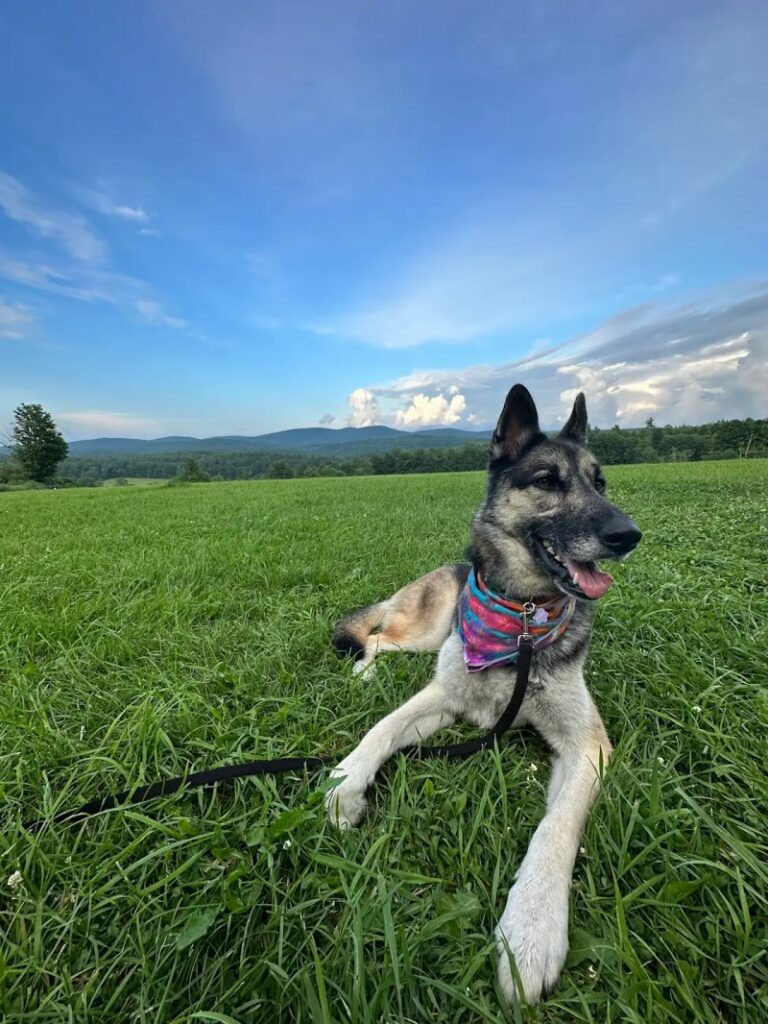 Dog Friendly Resorts Vermont