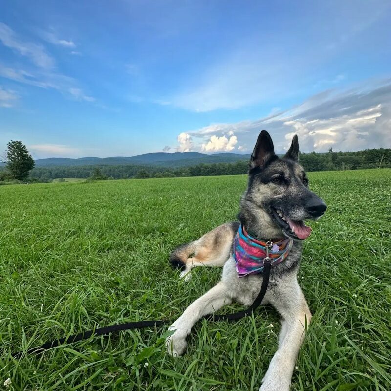 Dog Friendly Resorts Vermont