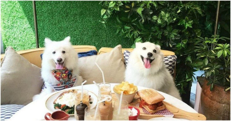 Dog Friendly Vacation Malaysia