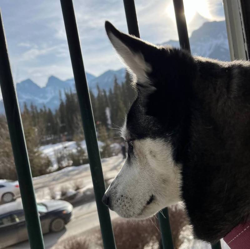 Dog Friendly Vacations Alberta