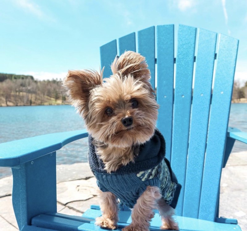 Dog Friendly Vacations In Canada