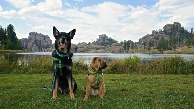 Dog Friendly Vacations In Missouri