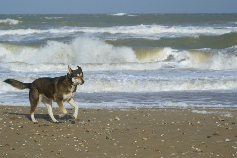 Good Dog Friendly Beaches Near Me