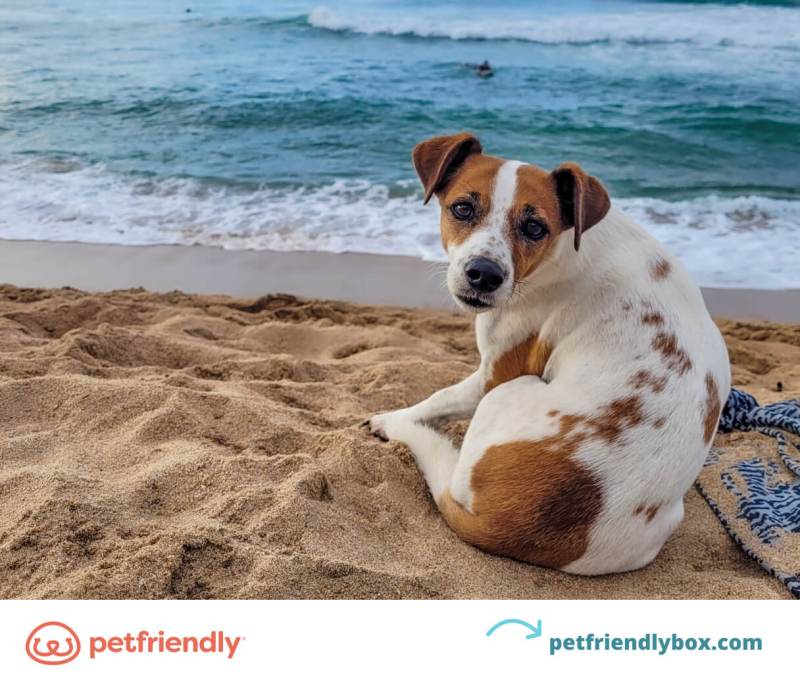 Pet Friendly Vacations Pennsylvania