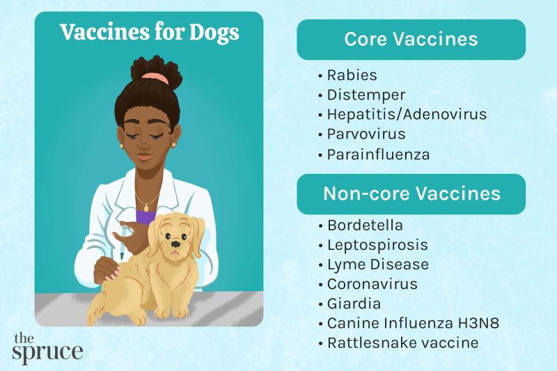 Where Can I Get My Dog Vaccinated