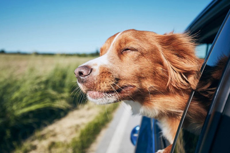 Where To Leave Your Pet While On Vacation