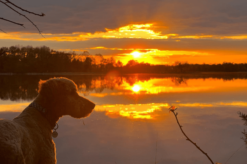 Dog Friendly Resorts Mn